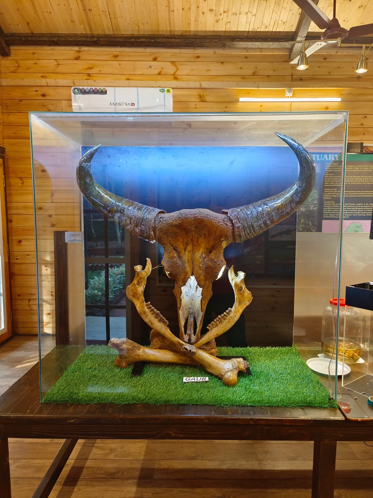 Animal remains showcase