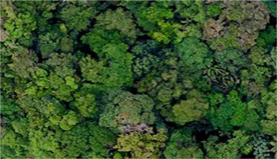 Aerial canopy