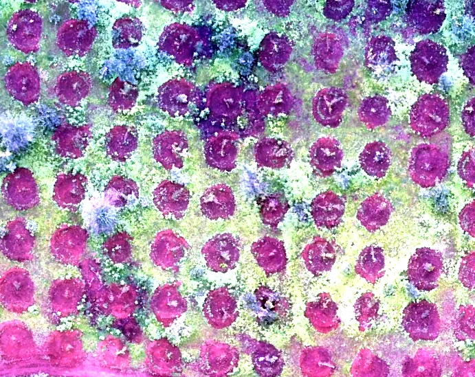 Plant-count detail