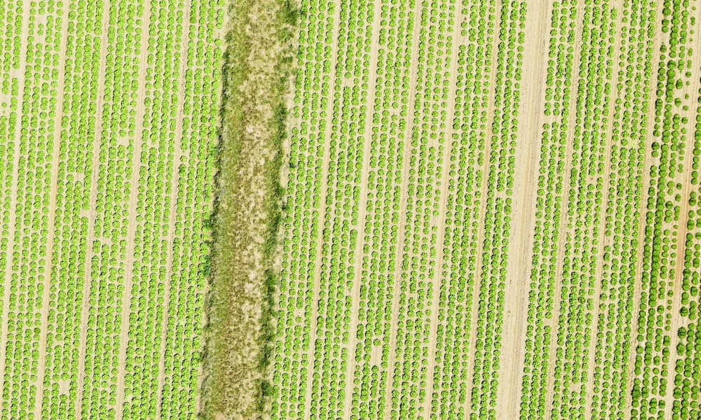 Plantation grid